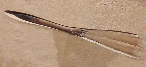 Photograph of a fossil belemnite, Hibolites semisulcatus