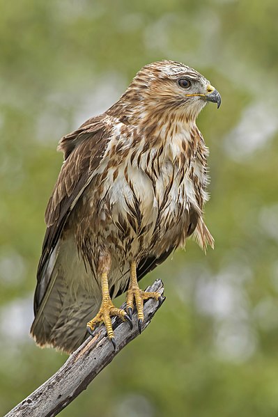 Steppe Buzzard, perched on a branch.