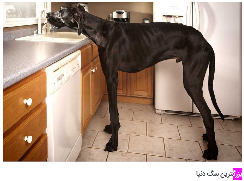 Zeus, the tallest dog in history, as pictured in an Iranian blog post about big dogs. The caption, in Persian, just below the photograph, means &quot;the biggest dog in the world&quot;. The Persian word for big, buzurg, is highlighted.