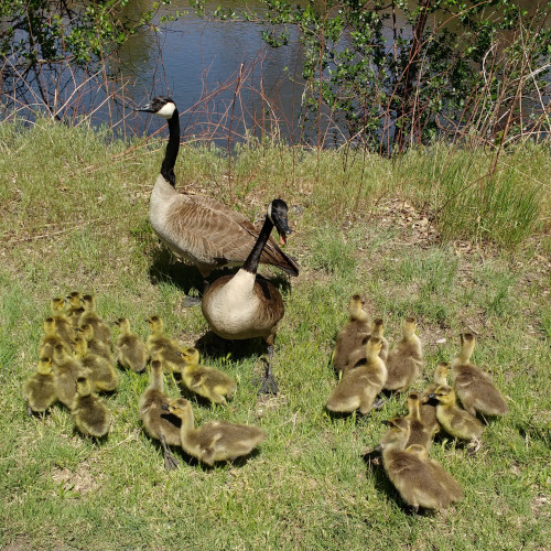 A pair of geese with lots of goslings standing on a riverbank